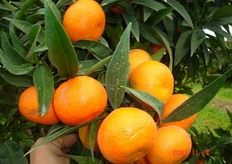"Frutti di clementine "Corsica 2" prossimi alla raccolta. Questa selezione e' stata isolata da Ristorcelli nel 1962 in Marocco a Saida Rabat."