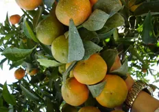 Frutti di clementine “Precoce di Massafra” - II decade di novembre (periodo di raccolta metapontino).