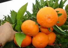 Frutti di satsuma “Etna” - II decade di novembre (periodo di raccolta metapontino).