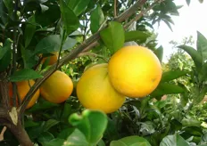 Frutti di arancio ombelicato “Fukumoto” - II decade di novembre (periodo di raccolta metapontino).