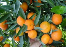Frutti di clementine “Comune ISA VCR” - III decade di novembre (periodo di raccolta metapontino).