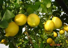 Frutti di limone “Femminello Siracusano Nuc. 2KR” - III decade di novembre (periodo di raccolta metapontino).
