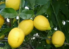 Frutti di limone “Femminello di Rocca Imperiale” clone “Lauretta” - III decade di novembre (periodo di raccolta metapontino).