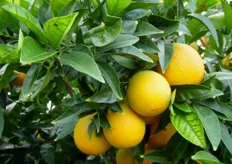 Frutti di arancio ombelicato “Navelina ISA 315” - I decade di dicembre (periodo di raccolta metapontino).