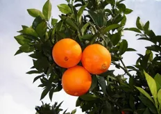 Frutti di arancio ombelicato “Navelina VCR” - II decade di dicembre (periodo di raccolta metapontino).
