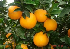 Frutti di arancio ombelicato “New Hall VCR” - II decade di dicembre (periodo di raccolta metapontino).
