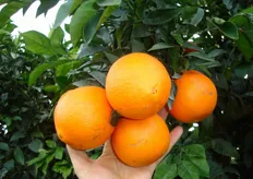 Frutti di arancio ombelicato “Fisher Navel” - III decade di dicembre (periodo di raccolta metapontino).