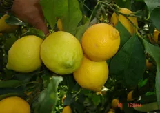 Frutti di limone “Ovale di Sorrento” - III decade di dicembre (periodo di raccolta metapontino).