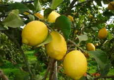 Frutti di limone “Femminello Fior di arancio” o “Femminelli Zagara Bianca”- III decade di dicembre (periodo di raccolta metapontino).