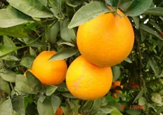 Frutti di arancio ombelicato “Brasiliano Risanato” - I decade di gennaio (periodo di raccolta metapontino).
