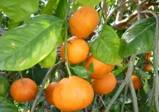 Frutti di mandarino ibrido triploide “Alkantara®*” - I decade di gennaio (periodo di raccolta metapontino).