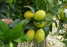 Frutti di limone “Femminello di Rocca Imperiale” clone “Colfari” - I decade di gennaio (periodo di raccolta metapontino).