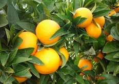 Frutti di arancio biondo “Salustiana” - I decade di gennaio (periodo di raccolta metapontino).