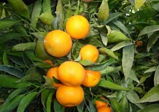 Frutti di clementine “Rubino V.C.R.” - I decade di gennaio (periodo di raccolta metapontino).