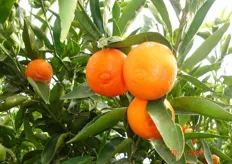 Frutti di clementine “Nour” - II decade di gennaio (periodo di raccolta metapontino).