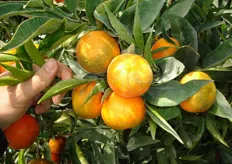 Frutti di clementine “Hernandina® V.C.R.” - II decade di gennaio (periodo di raccolta metapontino).