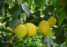 Frutti di limone “Adamo” - III decade di gennaio (periodo di raccolta metapontino).