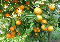 Frutti di clementine “Tardivo” clone “Oliva” - III decade di gennaio (periodo di raccolta metapontino).