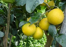 Frutti di bergamotto “Femminello” - mese di gennaio (periodo di raccolta metapontino).