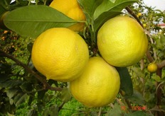 Frutti di bergamotto “Fantastico” - mese di gennaio (periodo di raccolta metapontino).