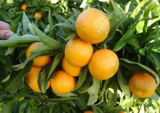 Frutti di clementine “Tardivo” clone “Catania” - I decade di febbraio (periodo di raccolta metapontino).
