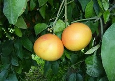 Frutti di pompelmo “Star Ruby ” - I decade di febbraio (periodo di raccolta metapontino).