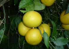 Frutti di pompelmo “Marsh Seedless Nuc. 50-27C-1 ” - I decade di febbraio (periodo di raccolta metapontino).