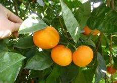 Frutti di mandarino ibrido triploide “Mandared®*” - II decade di febbraio (periodo di raccolta metapontino).
