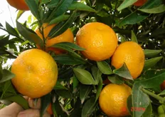 Frutti di mandarino avana “Tardivo di Ciaculli Nuc. 60-22A-2” - III decade di febbraio (periodo di raccolta metapontino).
