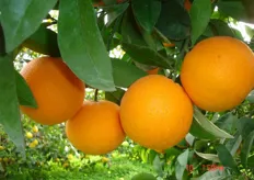 Frutti di arancio biondo comune “Golden di Tursi e Montalbano” - I decade di marzo (periodo di raccolta metapontino).