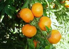 Frutti di mandarino ibrido triploide “Mandalate®*” – II decade di marzo (periodo di raccolta metapontino).