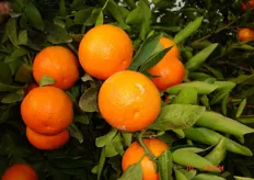 Frutti di mandarino ibrido “Fortune” - III decade di marzo (periodo di raccolta metapontino).