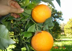 Frutti di arancio biondo comune “Staccia di Tursi e Montalbano” clone “Falciglia”- I decade di aprile (periodo di raccolta metapontino).