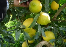 Frutti di limone “Femminello di Rocca Imperiale” clone “Favale” - II decade di aprile (periodo di raccolta metapontino).