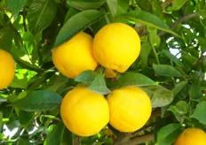 Frutti di arancio biondo comune “Valencia” clone “Late Olinda”- III decade di maggio (periodo di raccolta metapontino).