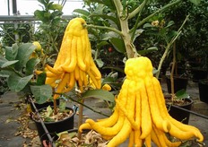 Frutti di cedro “Mano di Budda”.