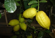 Frutti di cedro “Diamante V.C.R.”.