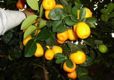 Frutti di Kumquat a “Frutto grande Obovato”.