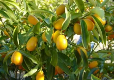 Frutti di Kumquat a “Frutto Ovale - Fortunella Margarita”.
