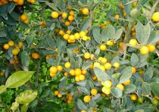 Frutti di Kumquat a “Frutto rotondo e piccolo - Hindisii”