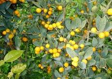 Frutti di Kumquat a “Frutto rotondo e piccolo - Hindisii”