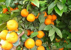 Frutti di lima “Rossa Santa Barbara”.