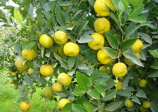Frutti di lima “Pursha x Chinotto”.