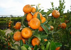 Frutti di mandarino “Cleopatra”.