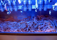 La buccia rimane nel macchinario, mentre il resto dell'ortaggio arriva pelato in una vaschetta esterna.