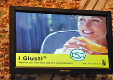 I Giusti: una linea di meloni idonei per la coltivazione in Italia. Si collocano, in quanto a grado zuccherino, subito al di sotto del Melorange.