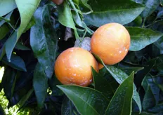 "Frutti dell'ibrido triploide "Mandared" ottenuto, dai ricercatori del CRA-ISAGRU di Acireale (CT), dall'incrocio del clementine "Nules" (2x) x arancio Tarocco (4x). La pianta del "Mandared" ha un habitus vegetativo assurgente-espanso, presenta spine di medie dimensioni, foglie di forma ellittica con apice appuntito, picciolo di lunghezza media con alette poco sviluppate, simili a quelle del tarocco."