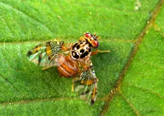 "Il "Mandalate", come tutte le varieta' di agrumi a maturazione tardiva, sfugge agli attacchi della mosca mediterranea della frutta (in foto), Ceratitis capitata, che rappresenta un pericoloso flagello per le varieta' a maturazione precoce (settembre-ottobre)."