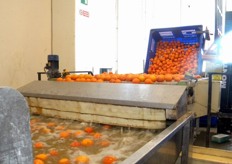 Interni dello stabilimento di Bagheria - Foto attuale e successive: fasi di lavaggio, condizionamento e confezionamento di agrumi.