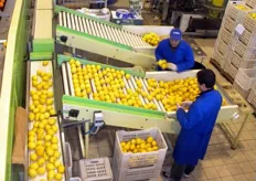 Linea di confezionamento del limone.